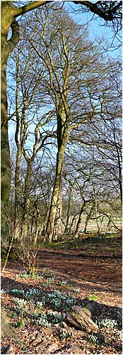 Snowdrops at Sewerby