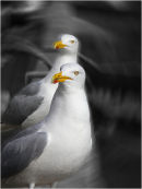 Gulls in Bridlington Harbour
