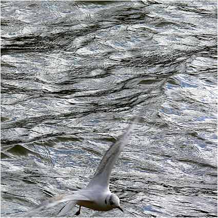 Over The Sea