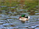A Driffield Duck