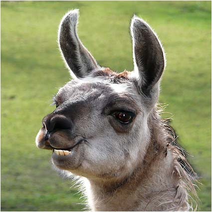 Llama at Sewerby