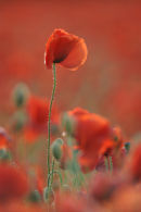 Poppy field near Horton Kirby