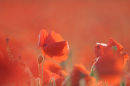 Poppy field near Horton Kirby