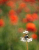 Poppy field near Horton Kirby