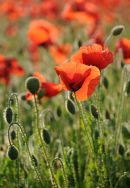 Poppy field near Horton Kirby