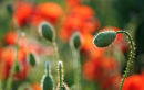 Poppy field near Horton Kirby