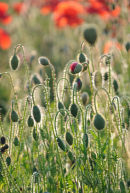 Poppy field near Horton Kirby