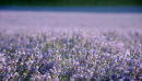 Lavender field near Shoreham in Kent