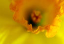Daffodil Petal