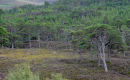 In the valley of Glen Affric