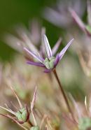 Alium flower