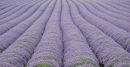 Lavender field near Shoreham in Kent
