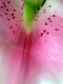 Lily leaf