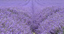 Lavender field near Shoreham in Kent