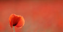 Poppy field near Horton Kirby