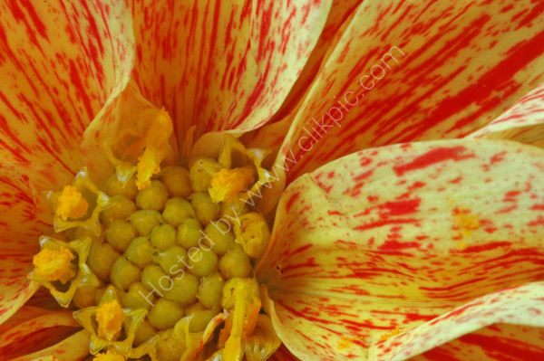 Dahlia 1