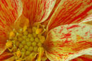 Dahlia 1