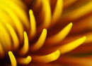 Dahlia