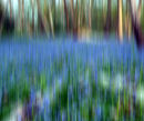 Bluebell streak at Lesness Abbey