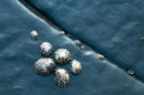 Shells on the shoreline