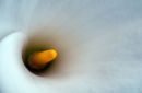 Peace Lily