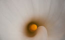 Peace Lily spiral