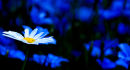 Daisy and Bluebells
