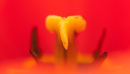 Cheeky Tulip