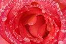 Winter Rose