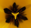 Yellow Tulip centre