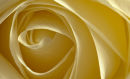 White Rose