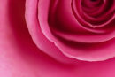 Delicate Petals