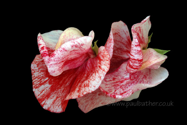Lathyrus 0doratus (sweet pea)