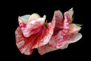 Lathyrus 0doratus (sweet pea)