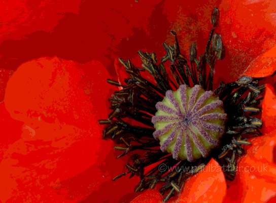 Poppy power
