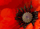 Poppy power