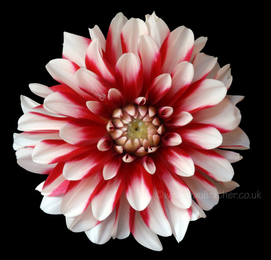 Dahlia