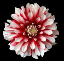 Dahlia