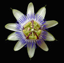 Passion Flower
