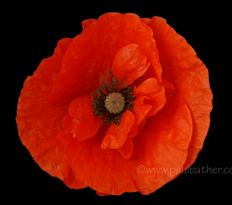 Papaver (red poppy)