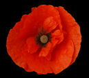 Papaver (red poppy)