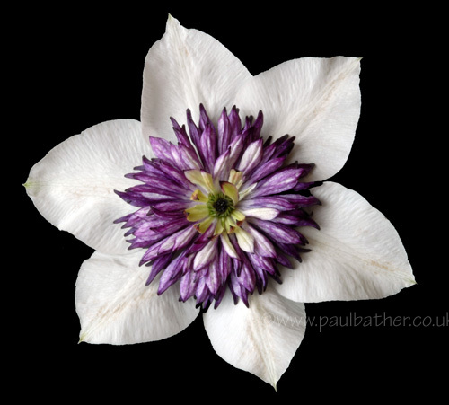 Clematis Florida (Sieboldi)