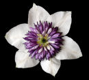 Clematis Florida (Sieboldi)