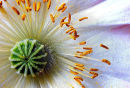 Seed heads