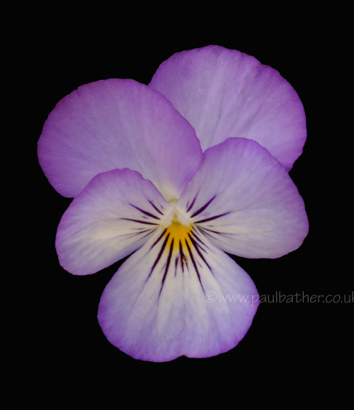 Viola