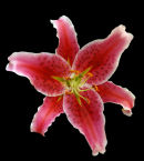 Lilium (Journeys end)