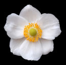 Anemone