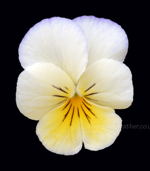 White and Yellow Viola
