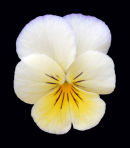 White and Yellow Viola