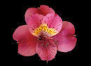 Alstroemeria Aurea